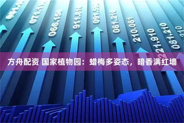 方舟配资 国家植物园：蜡梅多姿态，暗香满红墙